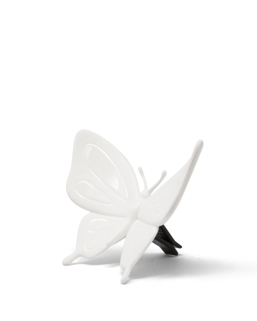 Butterfly | White Cucumber